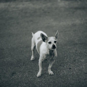 boice-family-cellar-team-boomer-occasionally-annoying-mascot