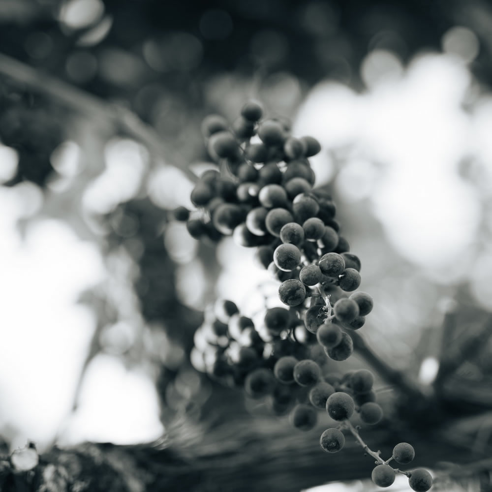 Grapes on vine close-up