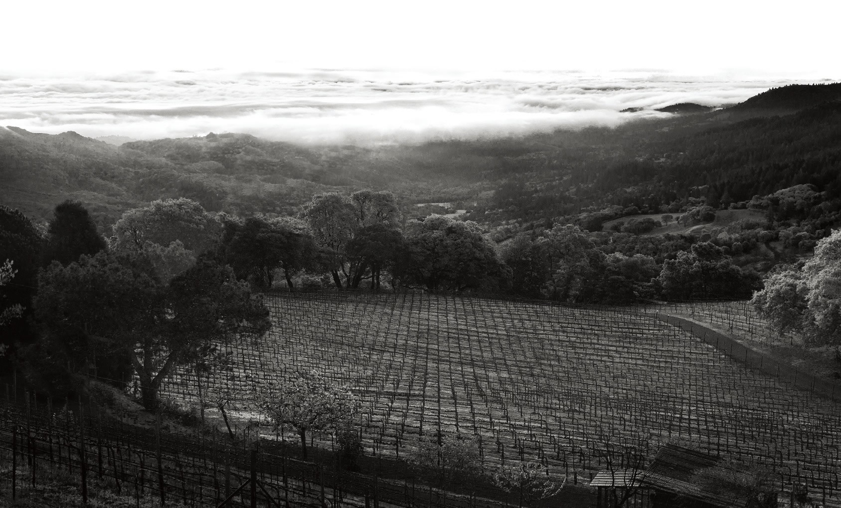 Boich Family Cellar vineyard with fog