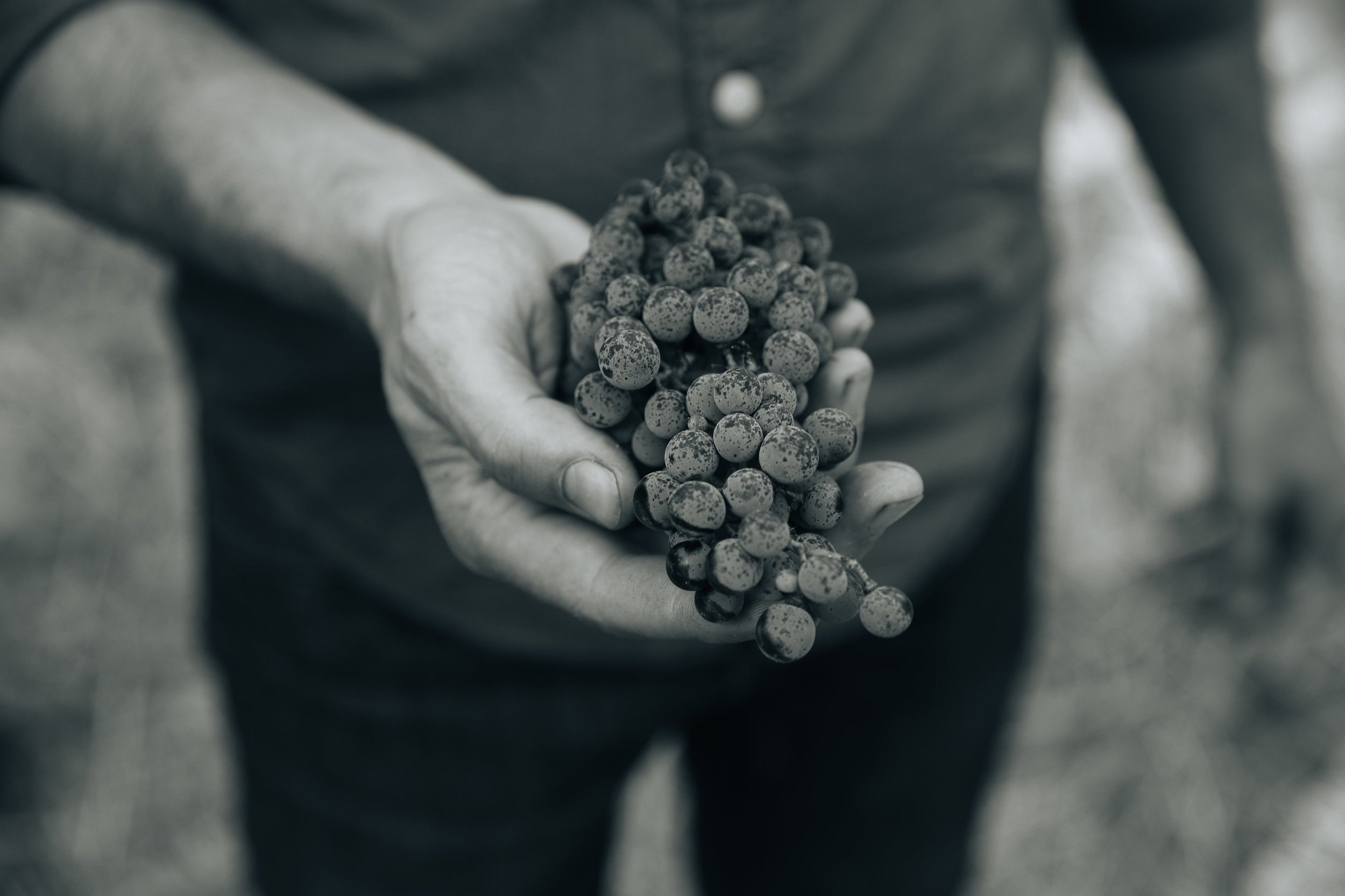 Hand holding bunch of grapes