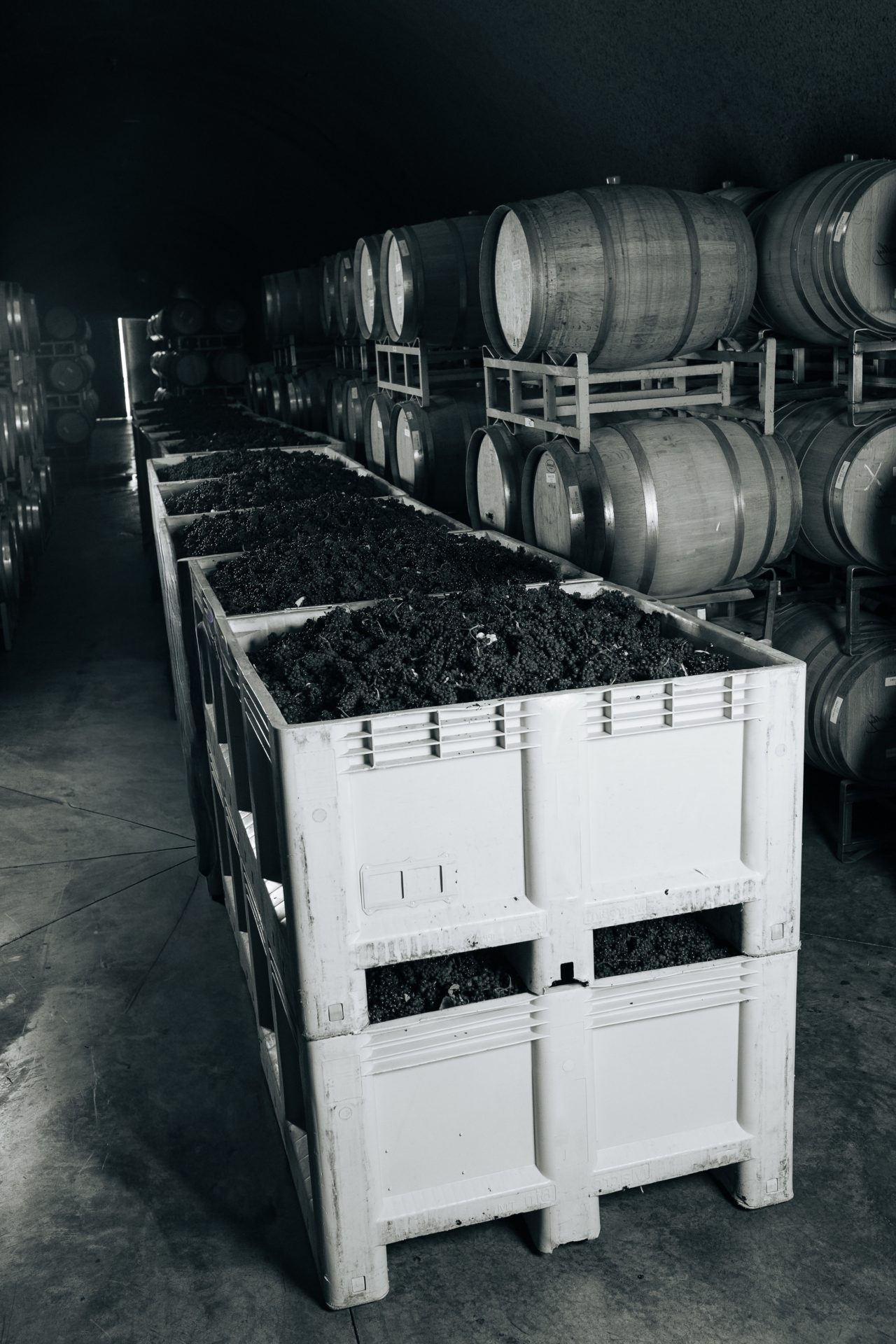 Winemaker Jeff Ames